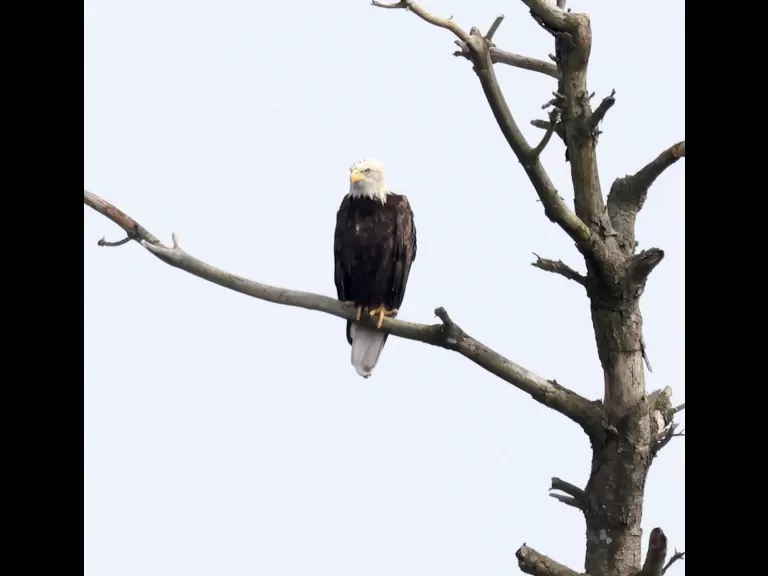 A bald eagle at the Sudbury Reservoir in Southborough, photographed by Steve Forman.