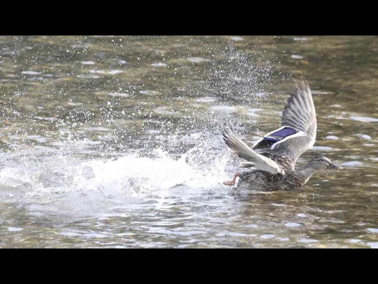 A mallard at Hager Pond in Marlborough, photographed by Steve Forman.