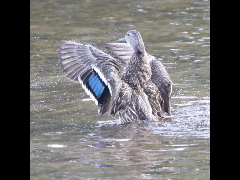 A mallard at Hager Pond in Marlborough, photographed by Steve Forman.