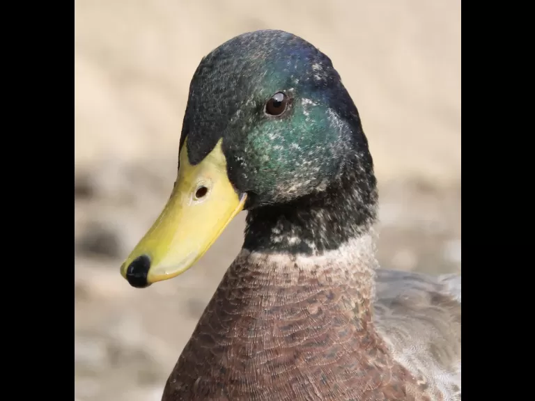 A mallard at Hager Pond in Marlborough, photographed by Steve Forman.
