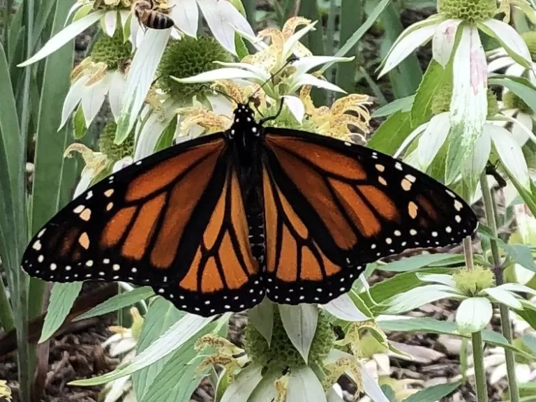 A monarch butterfly in Sudbury, photographed by Sharon Tentarelli.