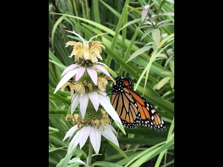 A monarch butterfly in Sudbury, photographed by Sharon Tentarelli.