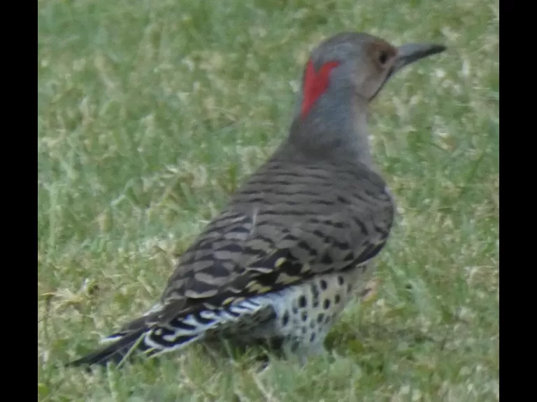 A monarch butterfly in Sudbury, photographed by Sharon Tentarelli.