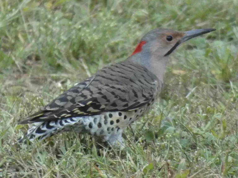 A monarch butterfly in Sudbury, photographed by Sharon Tentarelli.