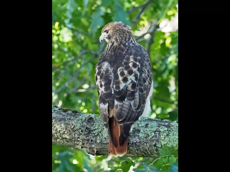 A red-tailed hawk in Framingham, photographed by Joan Chasan.