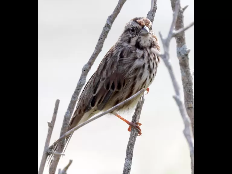 A song sparrow at Farm Pond in Framingham, photographed by Steve Forman.