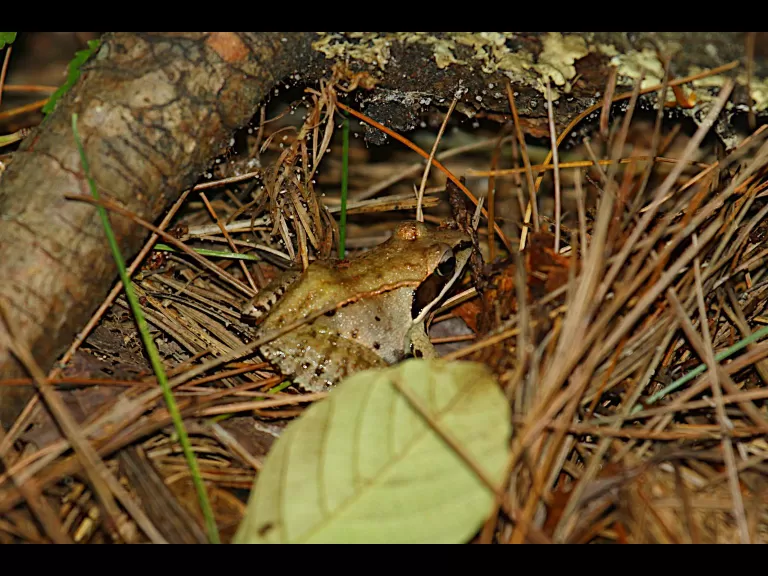 A red-bellied woodpecker at SVT's Memorial Forest in Sudbury, photographed by Craig Smith.