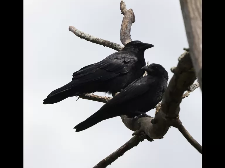 American crows at Breakneck Hill Conservation Land in Southborough, photographed by Steve Forman.