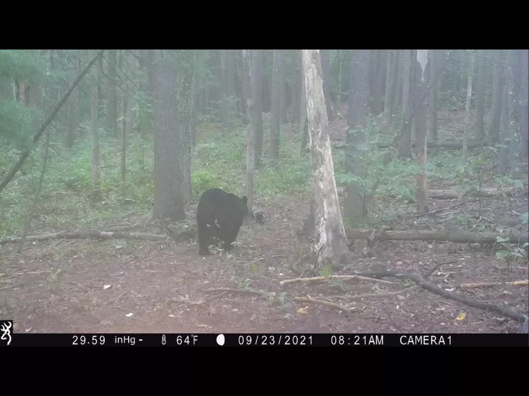An American black bear in Bolton, photographed with an automatically triggered wildlife camera by Steve Cumming.