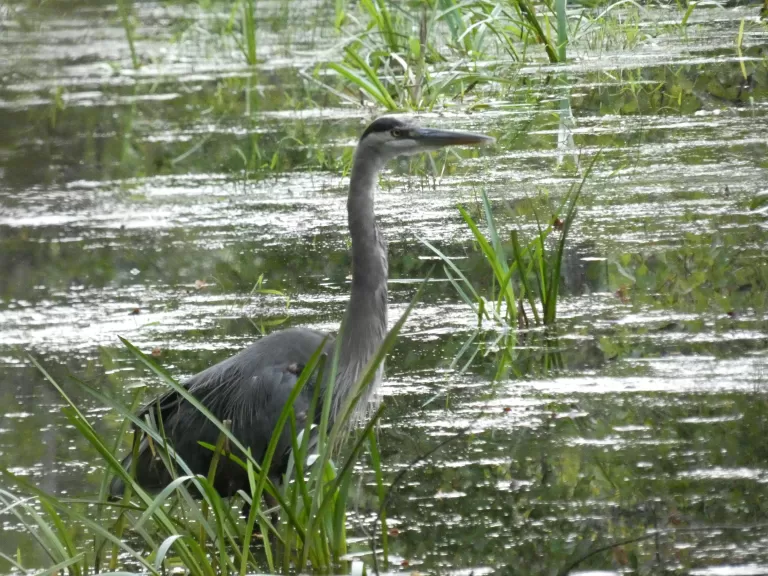A great blue heron at Hamlen Woods in Wayland, photographed by Shelley Trucksis.