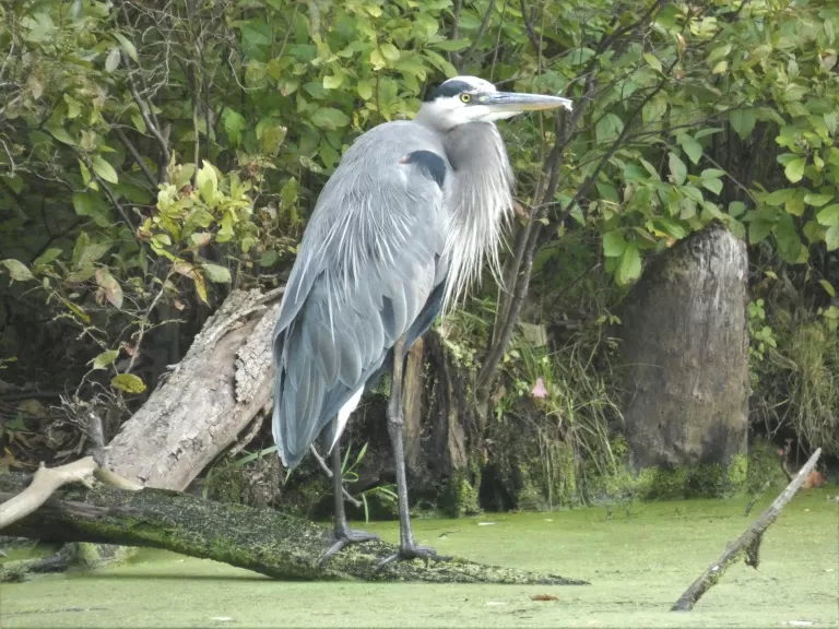 A great blue heron at Hamlen Woods in Wayland, photographed by Shelley Trucksis.