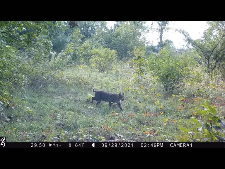 An American black bear in Bolton, photographed with an automatically triggered wildlife camera by Steve Cumming.