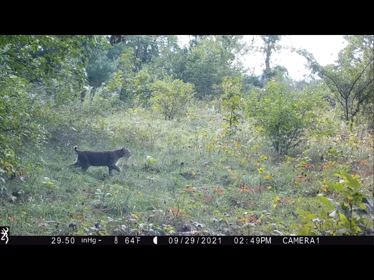An American black bear in Bolton, photographed with an automatically triggered wildlife camera by Steve Cumming.