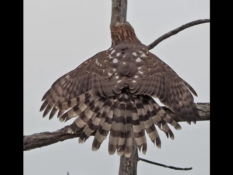 A Cooper's hawk in Wayland, photographed by Joan Chasan.