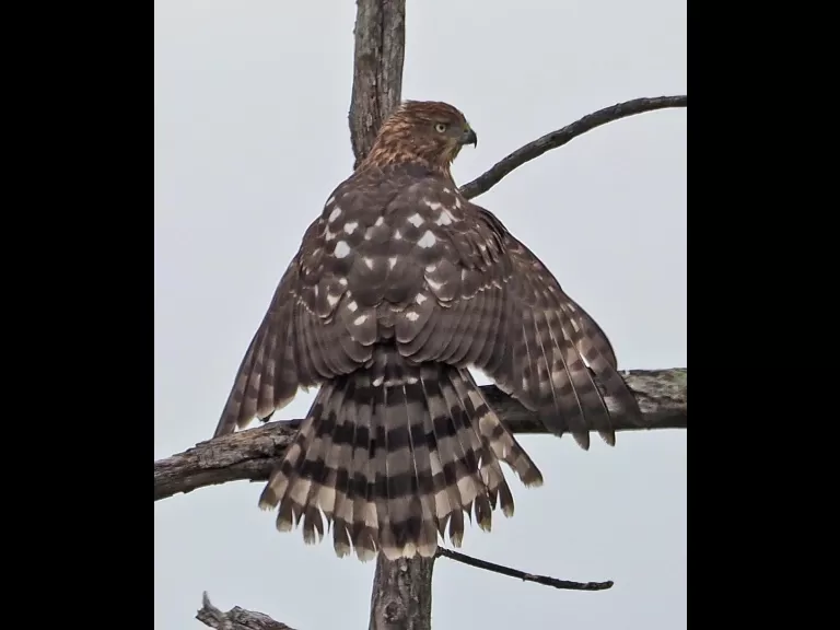 A Cooper's hawk in Wayland, photographed by Joan Chasan.