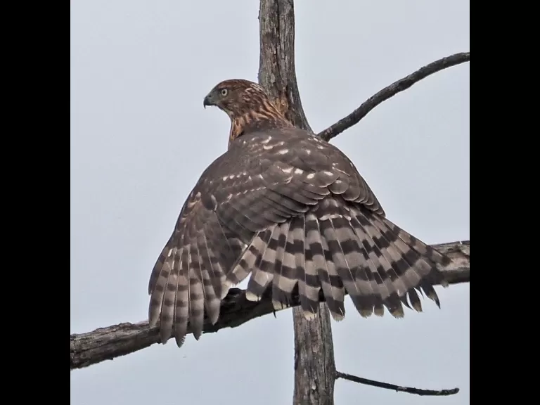 A Cooper's hawk in Wayland, photographed by Joan Chasan.