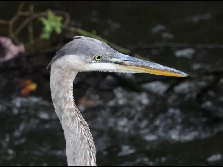 A great blue heron at Grist Mill Pond in Sudbury, photographed by Steve Forman.