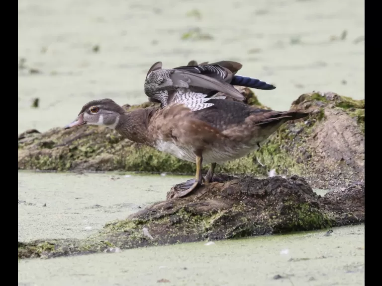 A great blue heron at Grist Mill Pond in Sudbury, photographed by Steve Forman.