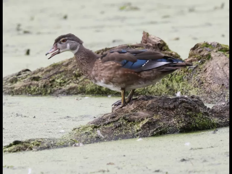 A great blue heron at Grist Mill Pond in Sudbury, photographed by Steve Forman.