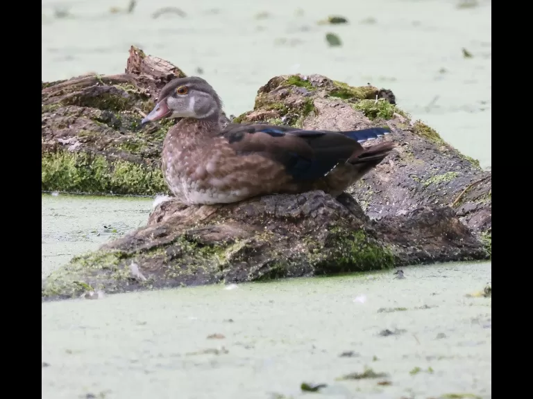 A great blue heron at Grist Mill Pond in Sudbury, photographed by Steve Forman.