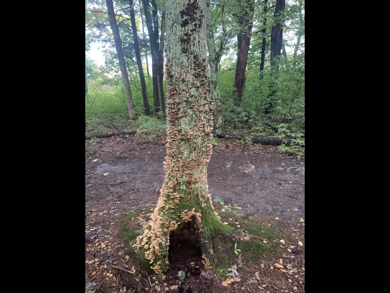 Mushroom at Great Meadows National Wildlife Refuge in Concord, photographed by Gail Sartori.