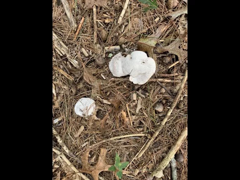 Mushroom at Great Meadows National Wildlife Refuge in Concord, photographed by Gail Sartori.
