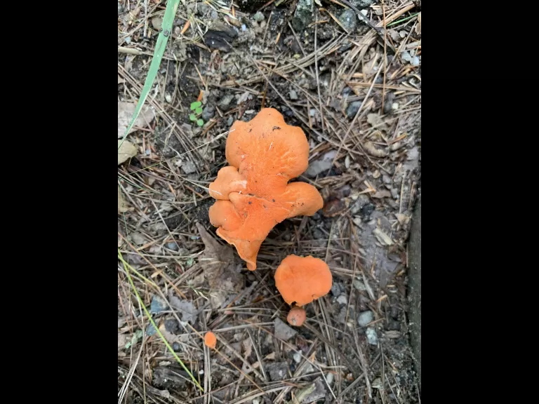 Mushroom at Great Meadows National Wildlife Refuge in Concord, photographed by Gail Sartori.