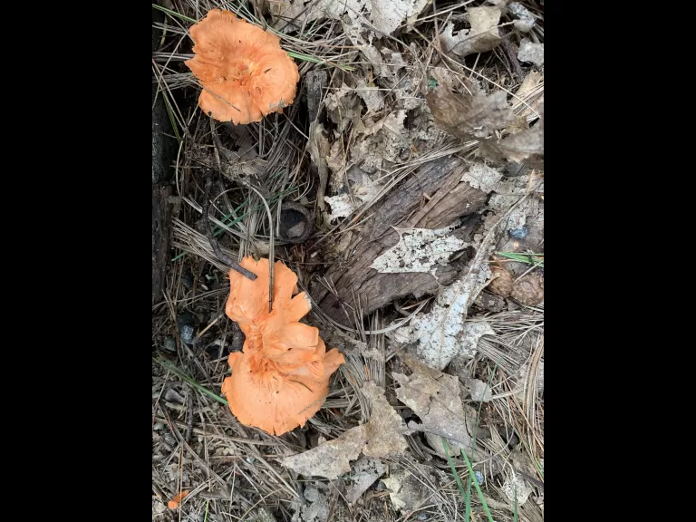 Mushroom at Great Meadows National Wildlife Refuge in Concord, photographed by Gail Sartori.