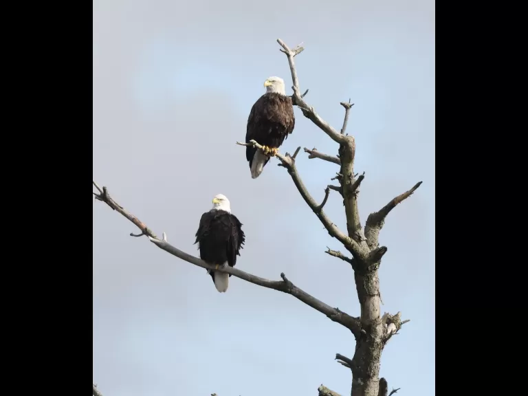 Bald Eagles on the Sudbury Reservoir in Southborough, photographed by Steve Forman.