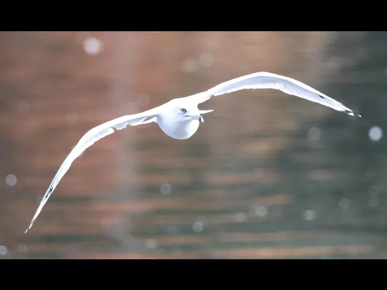 A mallard at Hager Pond in Marlborough, photographed by Steve Forman.