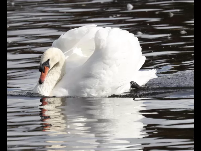A house sparrow at Hager Pond in Marlborough, photographed by Steve Forman.