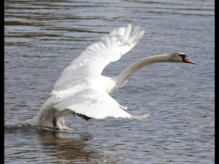 A house sparrow at Hager Pond in Marlborough, photographed by Steve Forman.