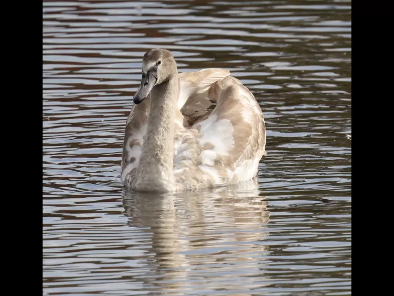 A house sparrow at Hager Pond in Marlborough, photographed by Steve Forman.