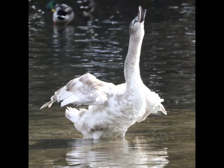 A house sparrow at Hager Pond in Marlborough, photographed by Steve Forman.