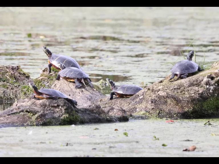 Painted turtles at Grist Mill Pond in Sudbury, photographed by Steve Forman.