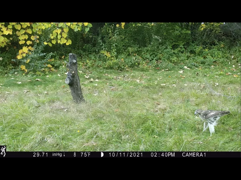 A red-tailed hawk in Harvard, photographed with an automatically triggered wildlife camera by Steve Cumming.