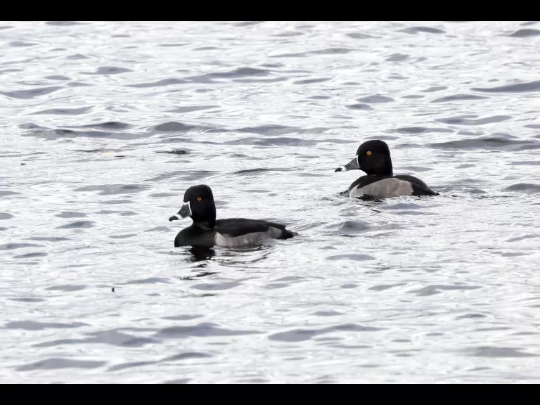 Ring-necked ducks at Foss Reservoir in Framingham, photographed by Steve Forman.