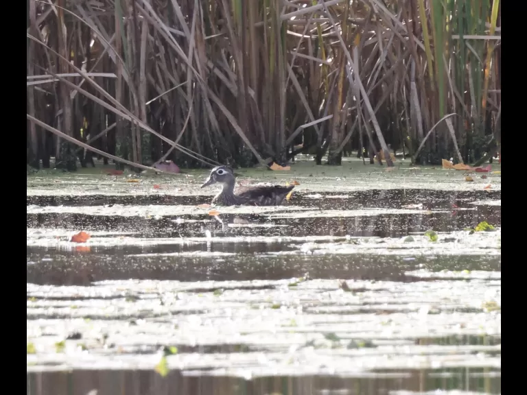 Painted turtles at Grist Mill Pond in Sudbury, photographed by Steve Forman.