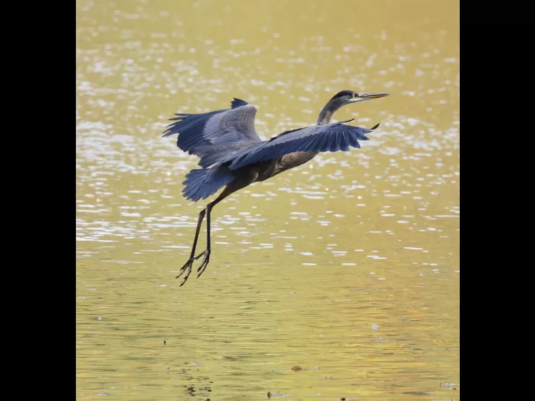 A house sparrow at Hager Pond in Marlborough, photographed by Steve Forman.