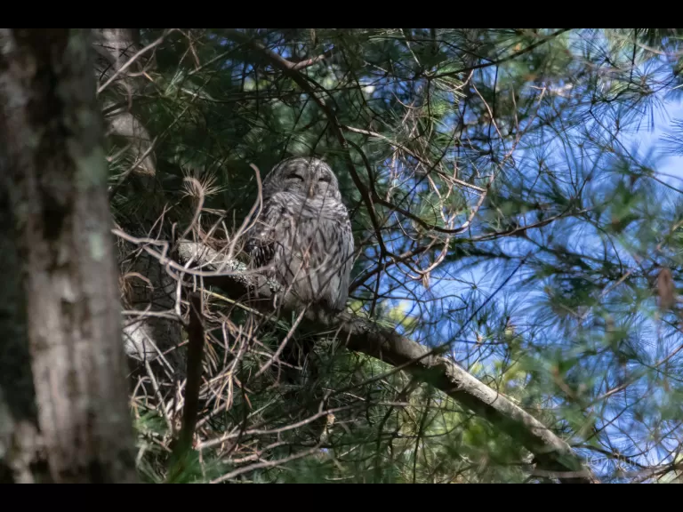 A barred owl in Boxborough, photographed by Jon Turner.