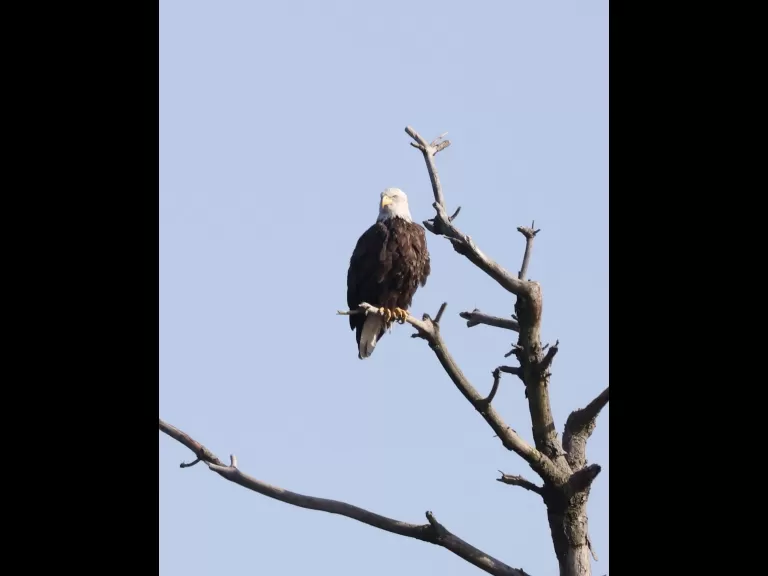 A bald eagle at the Sudbury Reservoir in Southborough, photographed by Steve Forman.