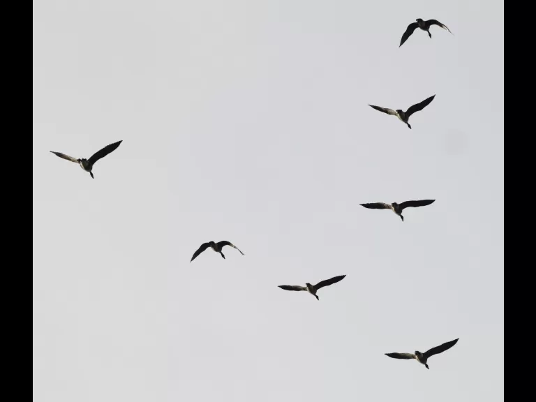 Canada geese at Hager Pond in Marlborough, photographed by Steve Forman.