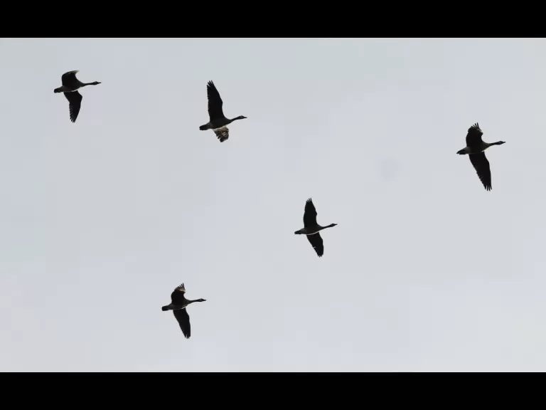 Canada geese at Hager Pond in Marlborough, photographed by Steve Forman.
