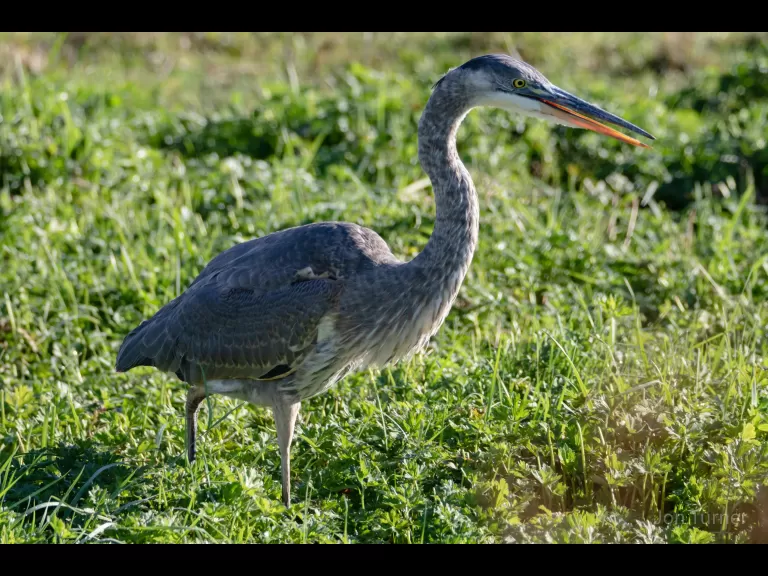 A barred owl in Boxborough, photographed by Jon Turner.
