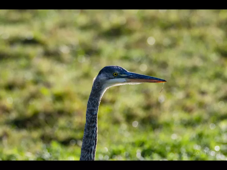 A barred owl in Boxborough, photographed by Jon Turner.