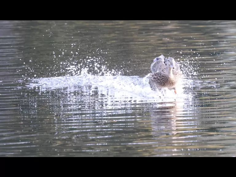 Canada geese at Hager Pond in Marlborough, photographed by Steve Forman.