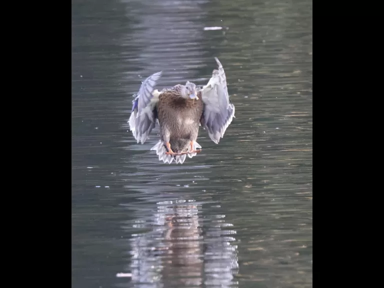Canada geese at Hager Pond in Marlborough, photographed by Steve Forman.