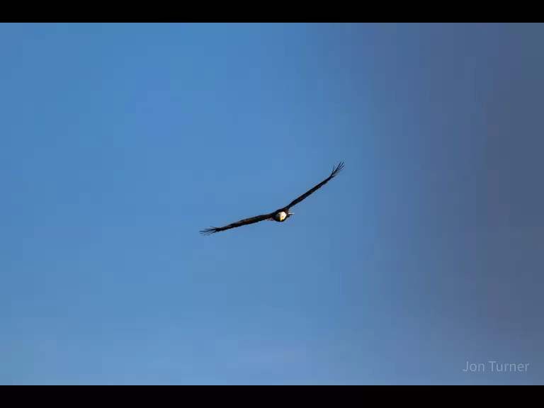 A bald eagle in Southborough, photographed by Jon Turner.