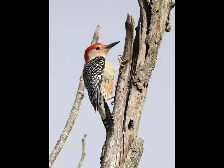 A black-capped chickadee at Breakneck Hill Conservation Land in Southborough, photographed by Steve Forman.