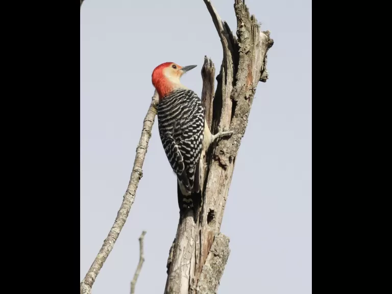A black-capped chickadee at Breakneck Hill Conservation Land in Southborough, photographed by Steve Forman.